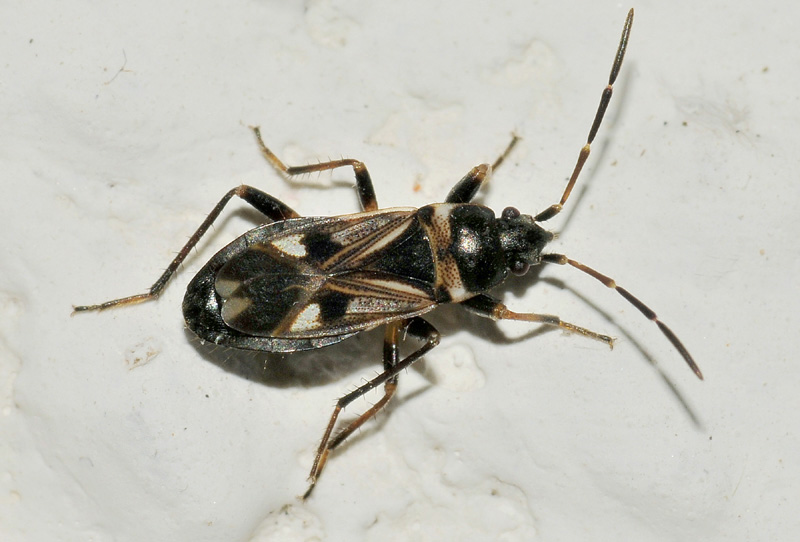 Lygaeidae da conf./det.